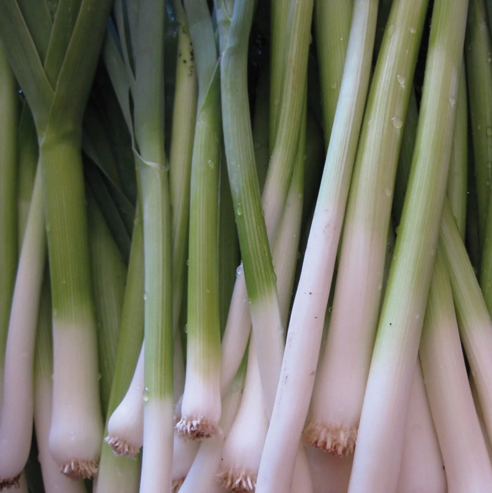 Tokyo Long White Onions