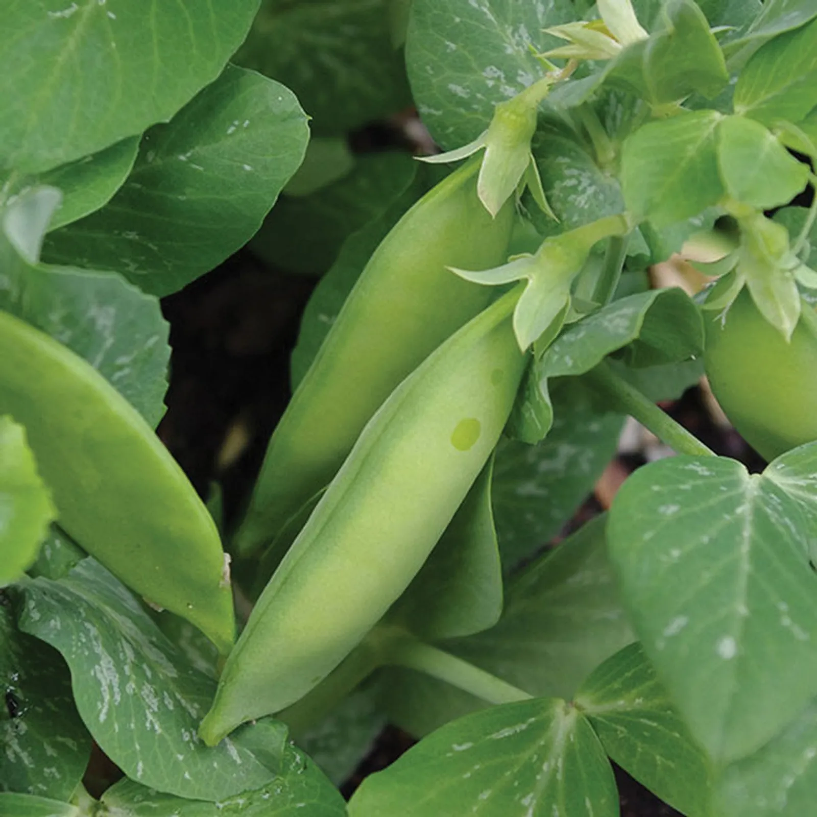 Tom Thumb Garden Peas