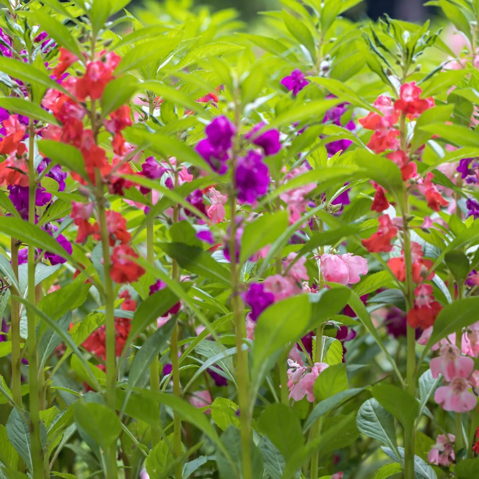 Tom Thumb Blend Balsam Impatiens
