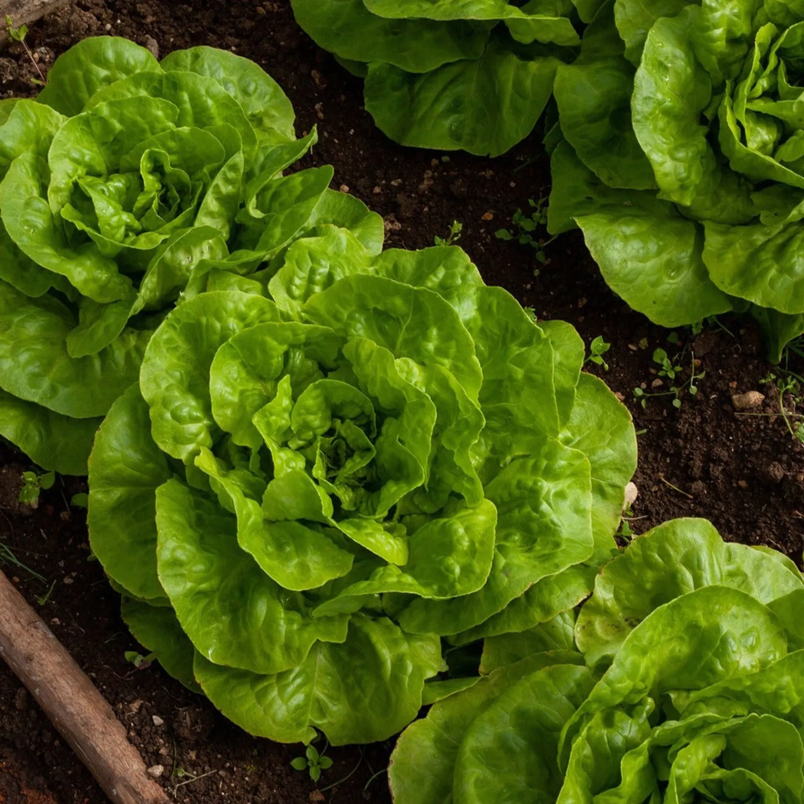 Tom Thumb Lettuce