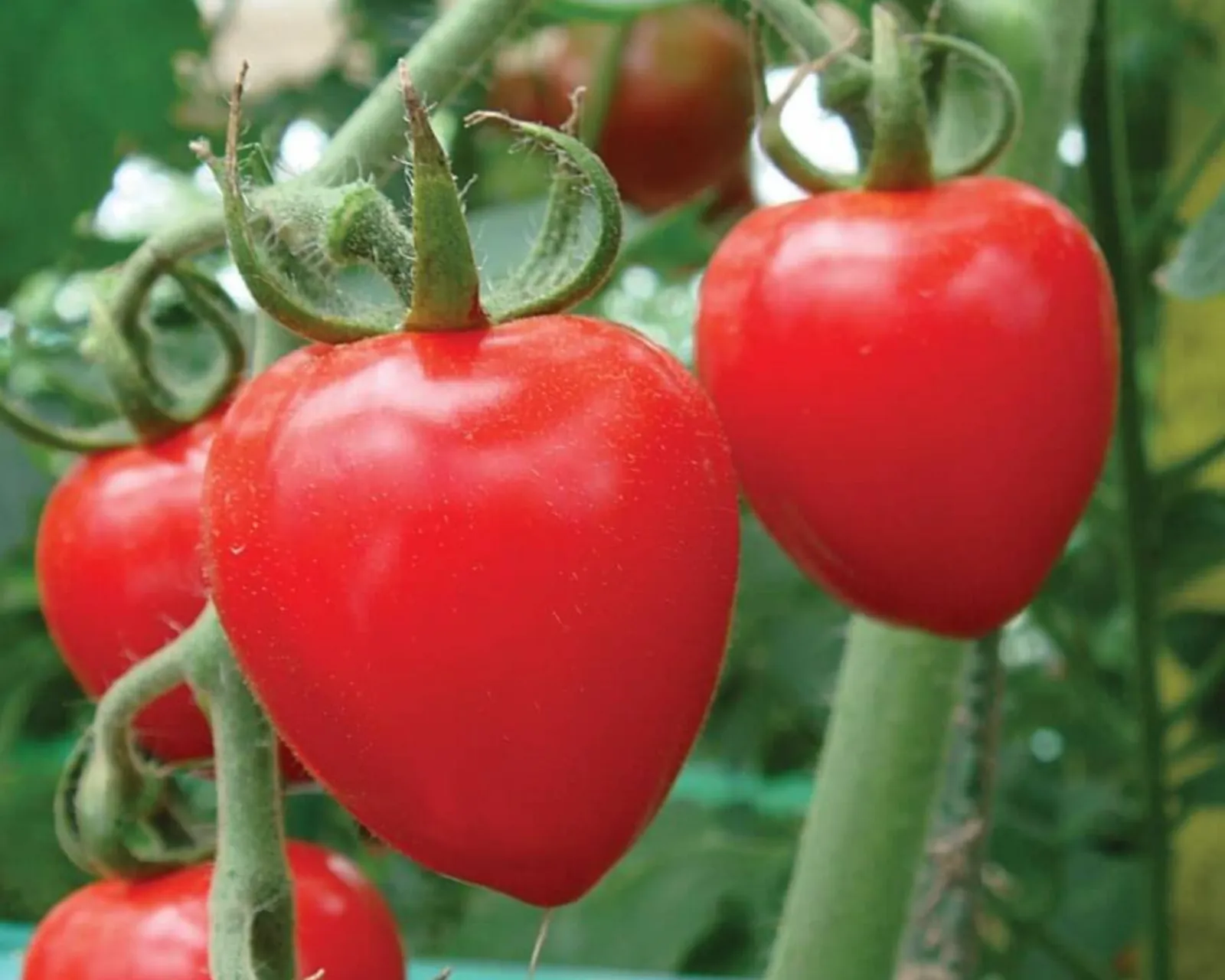Tomatoberry Garden Tomatoes