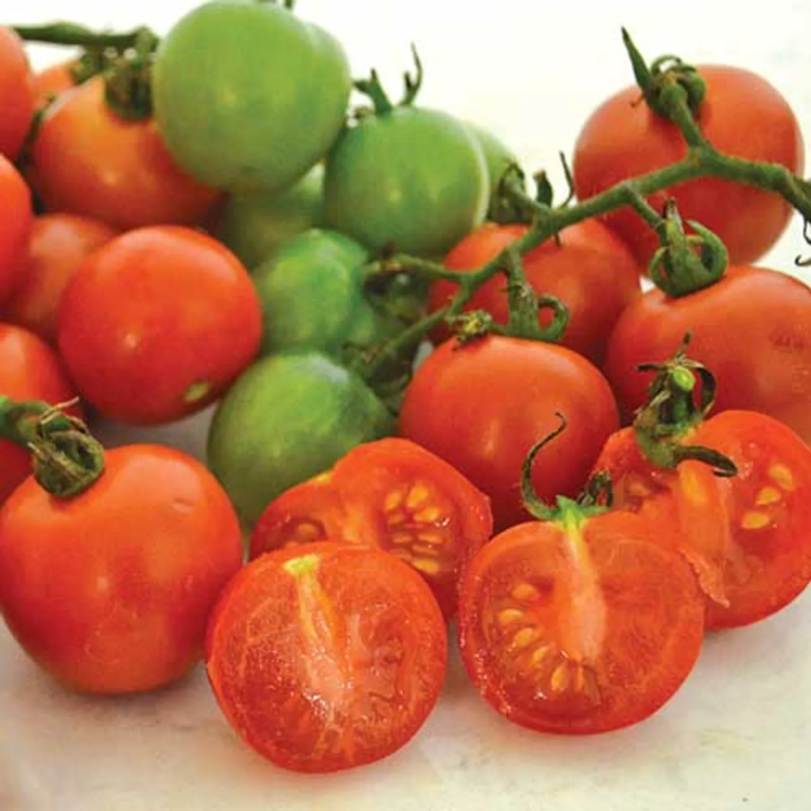 Tommy Toe Tomatoes