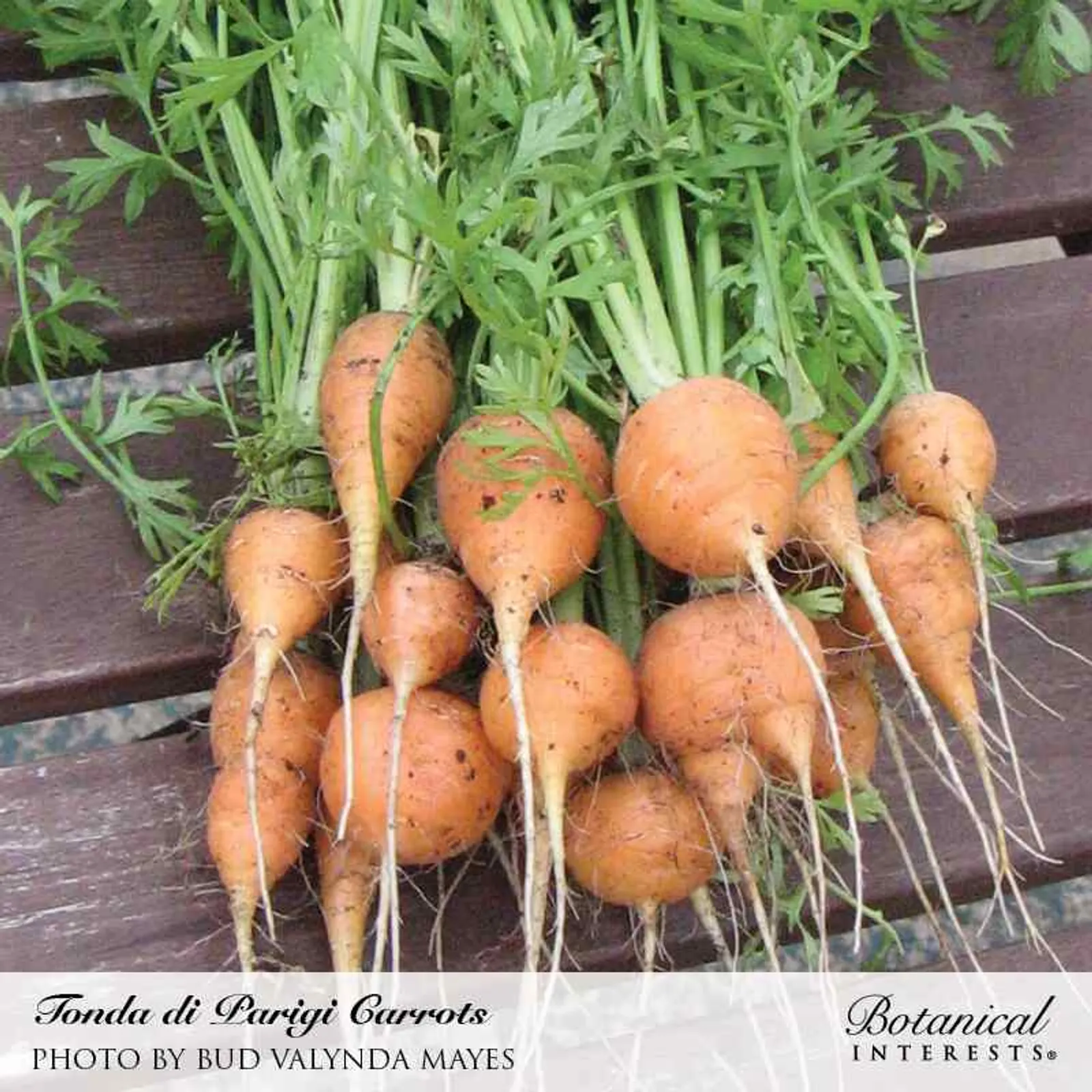 Tonda Di Parigi Carrots