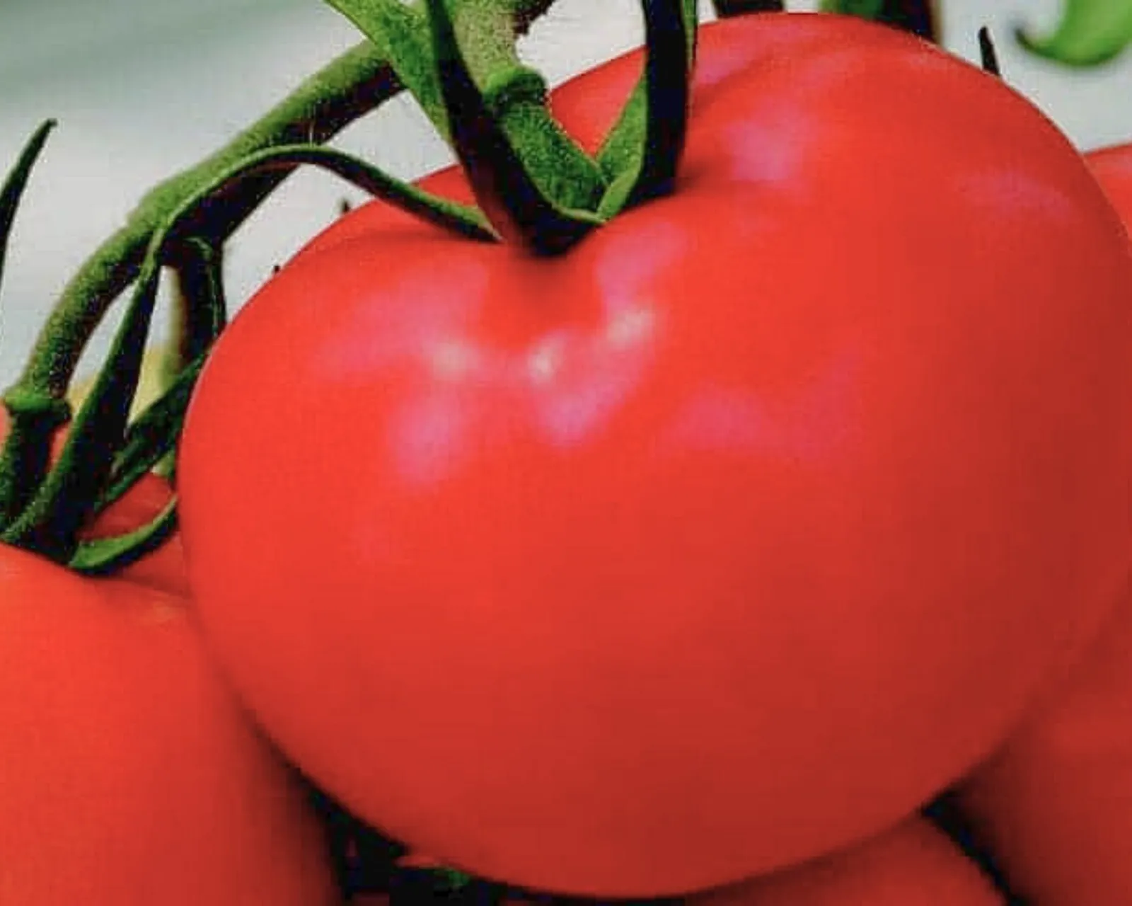 Tonopah Tomatoes