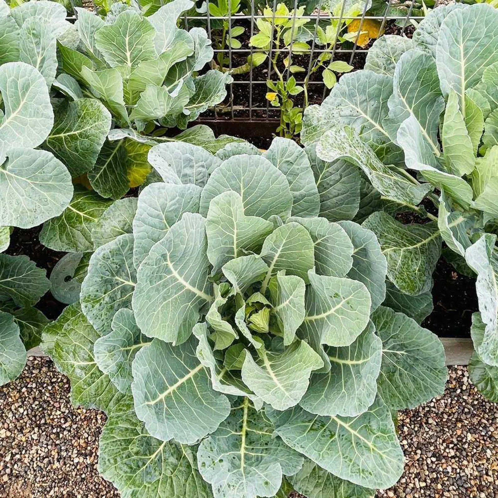 Top Bunch 2.0 Collards