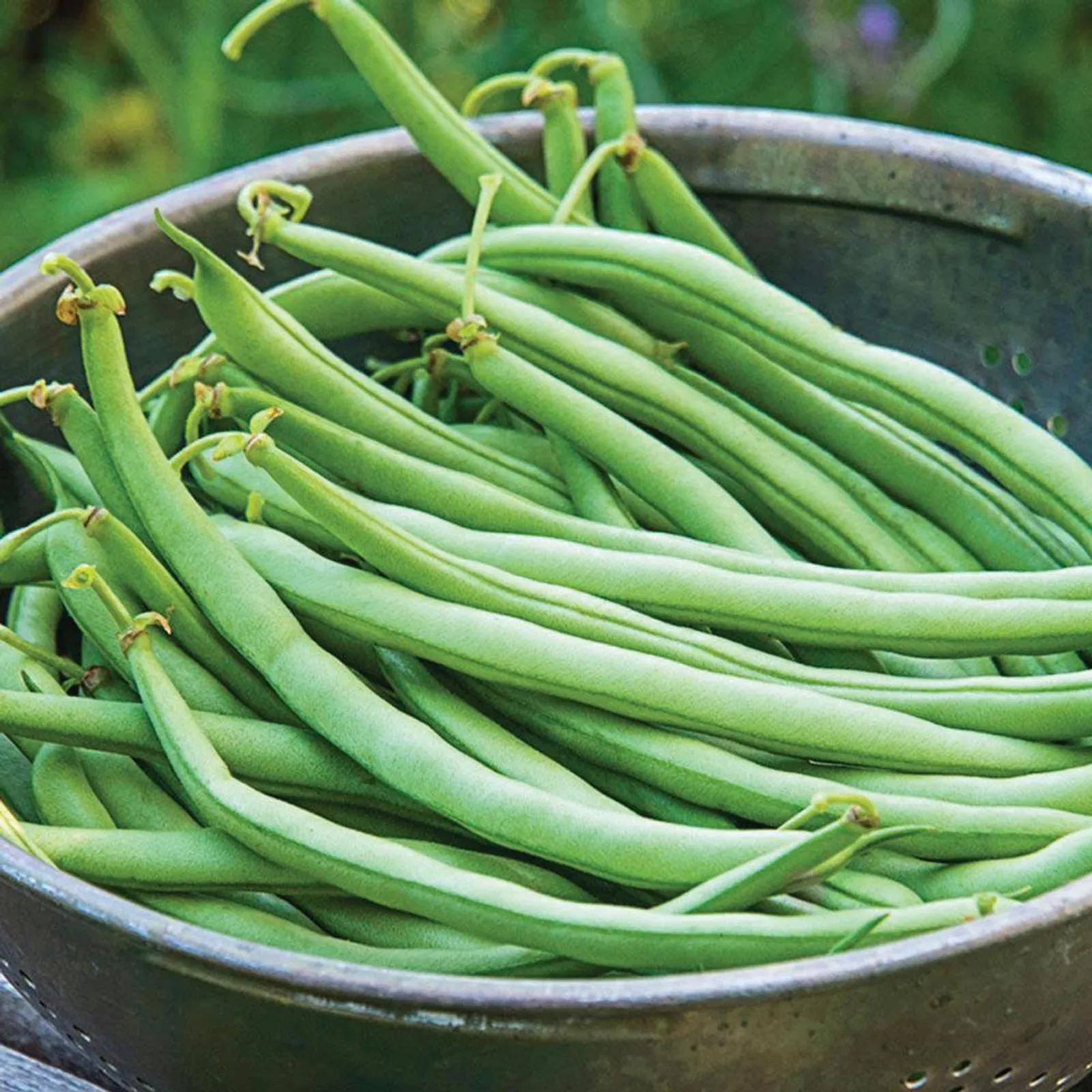 Topcrop Beans