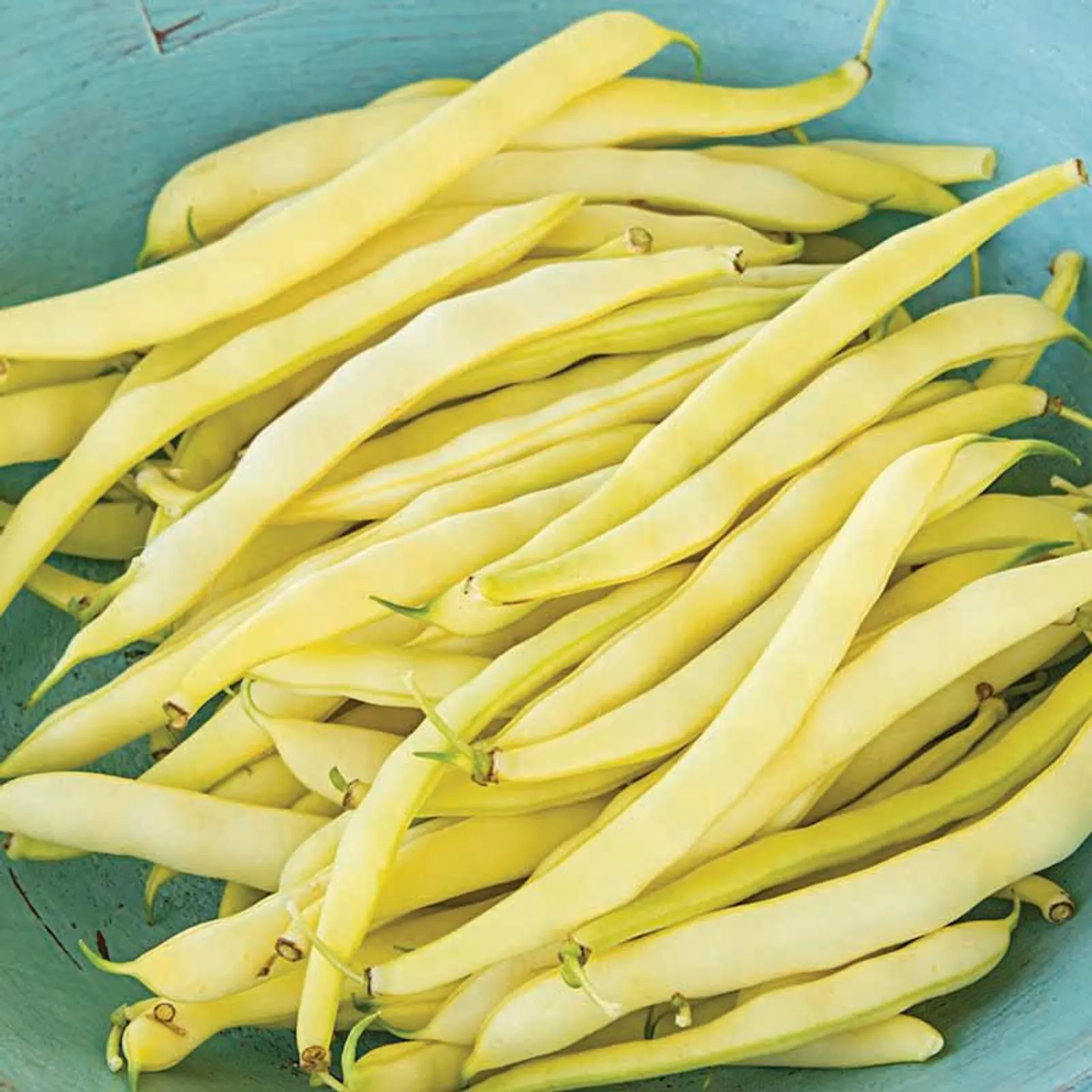 Improved Golden Wax (or Topnotch) Beans