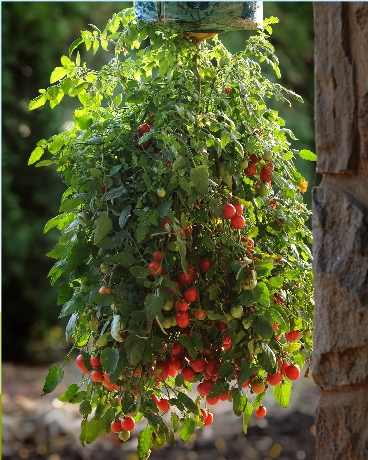 Topsy Tom Tomatoes