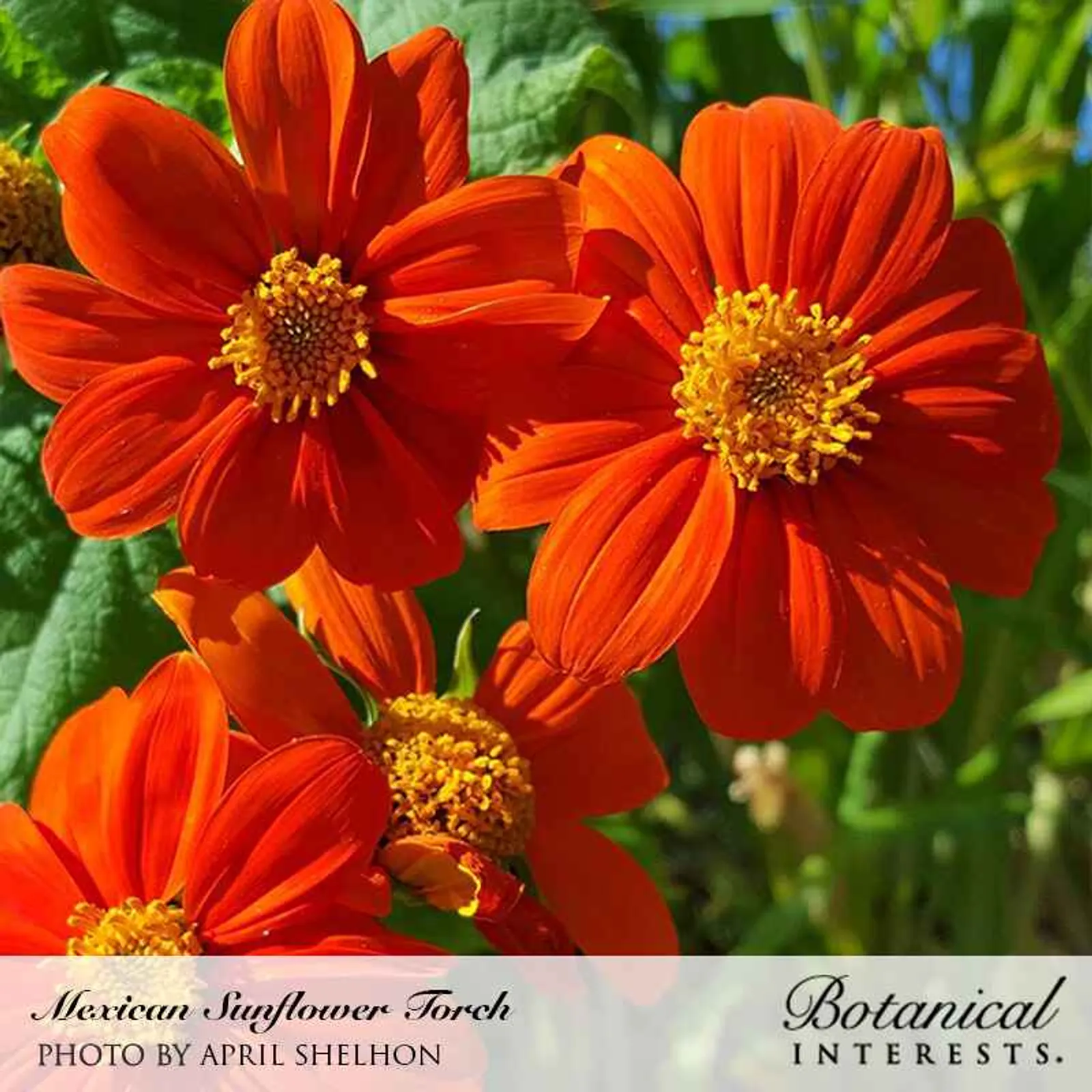 Torch Mexican Sunflower Tithonia