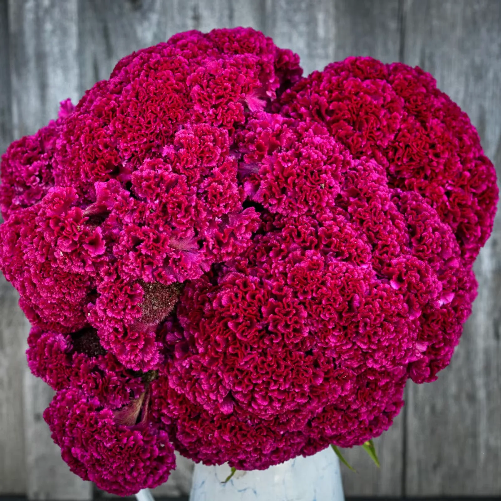 Tornado Red Celosia
