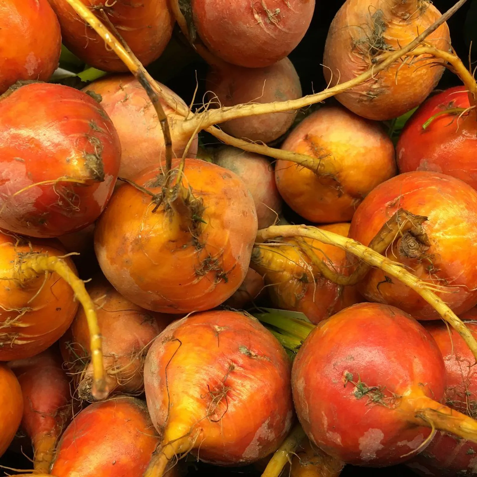 Touchstone Gold Beets