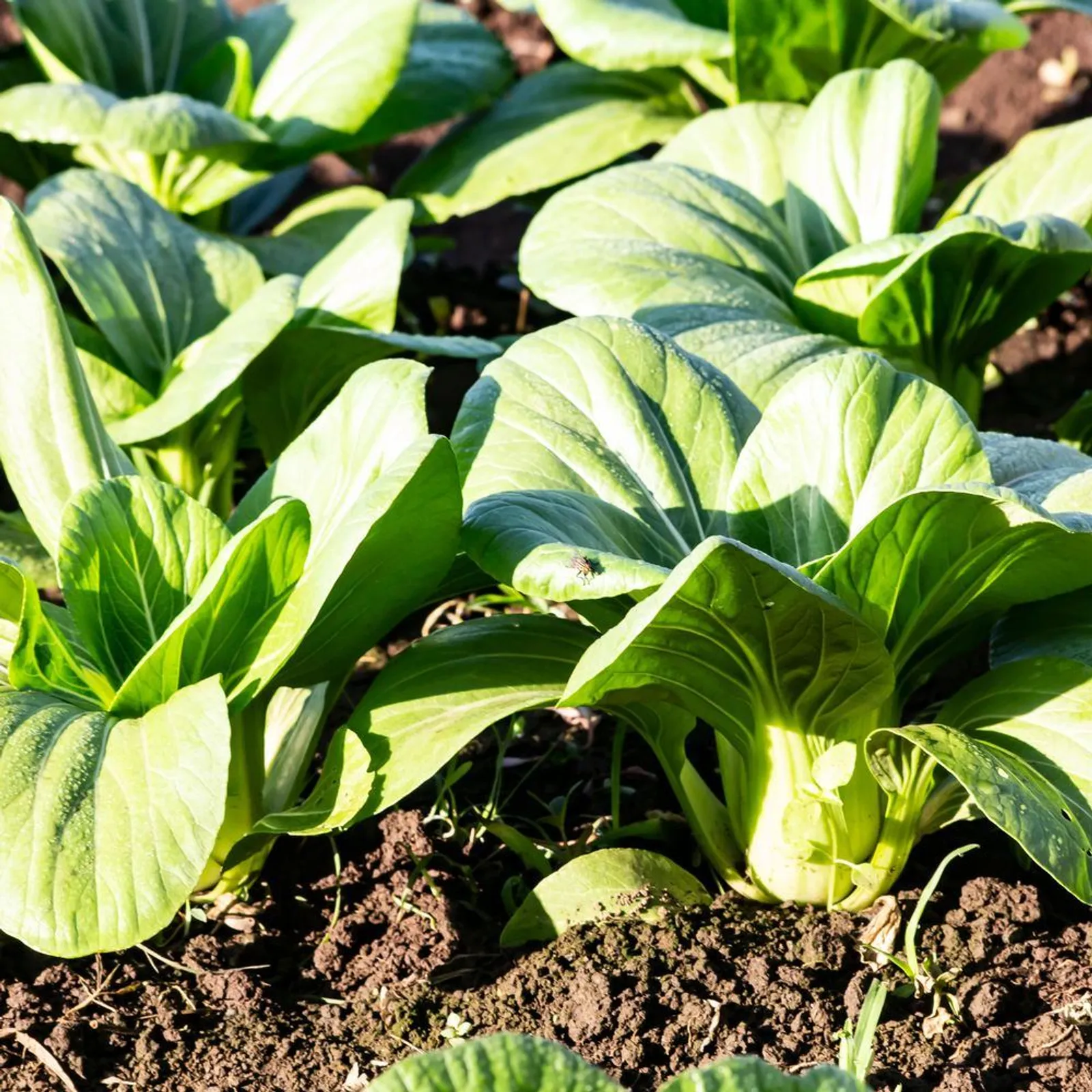 Pak Choi, Toy Choi Bok Choy