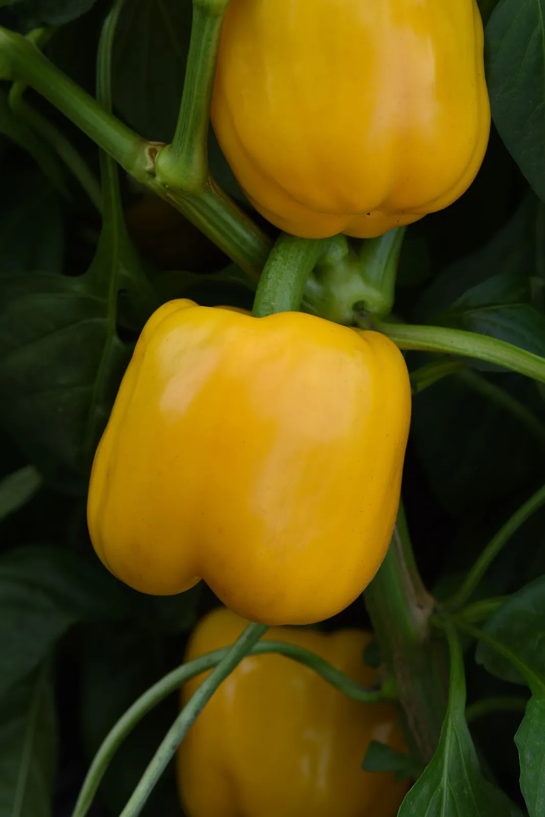 Trailblazer Peppers
