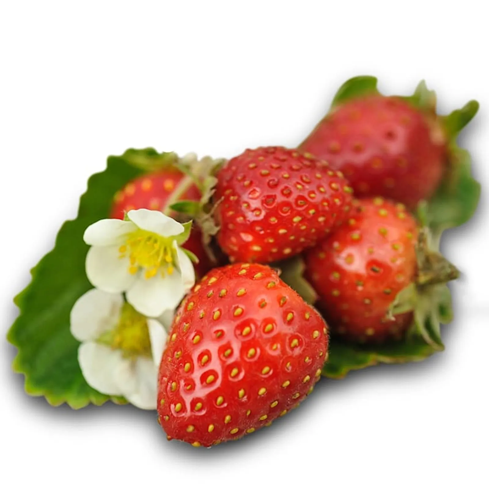 Tresca Strawberries