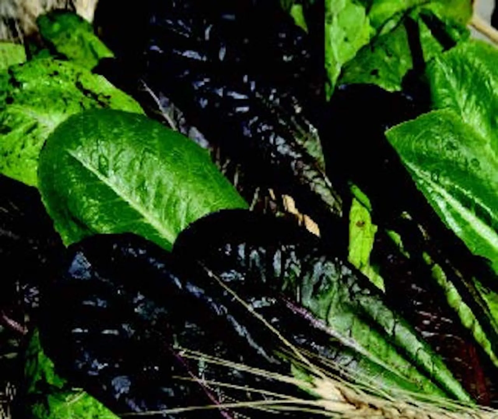 Tricolor Romaine Blend Lettuce