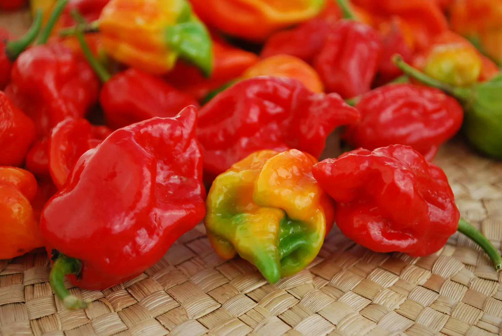 Trinidad Moruga Scorpion Peppers