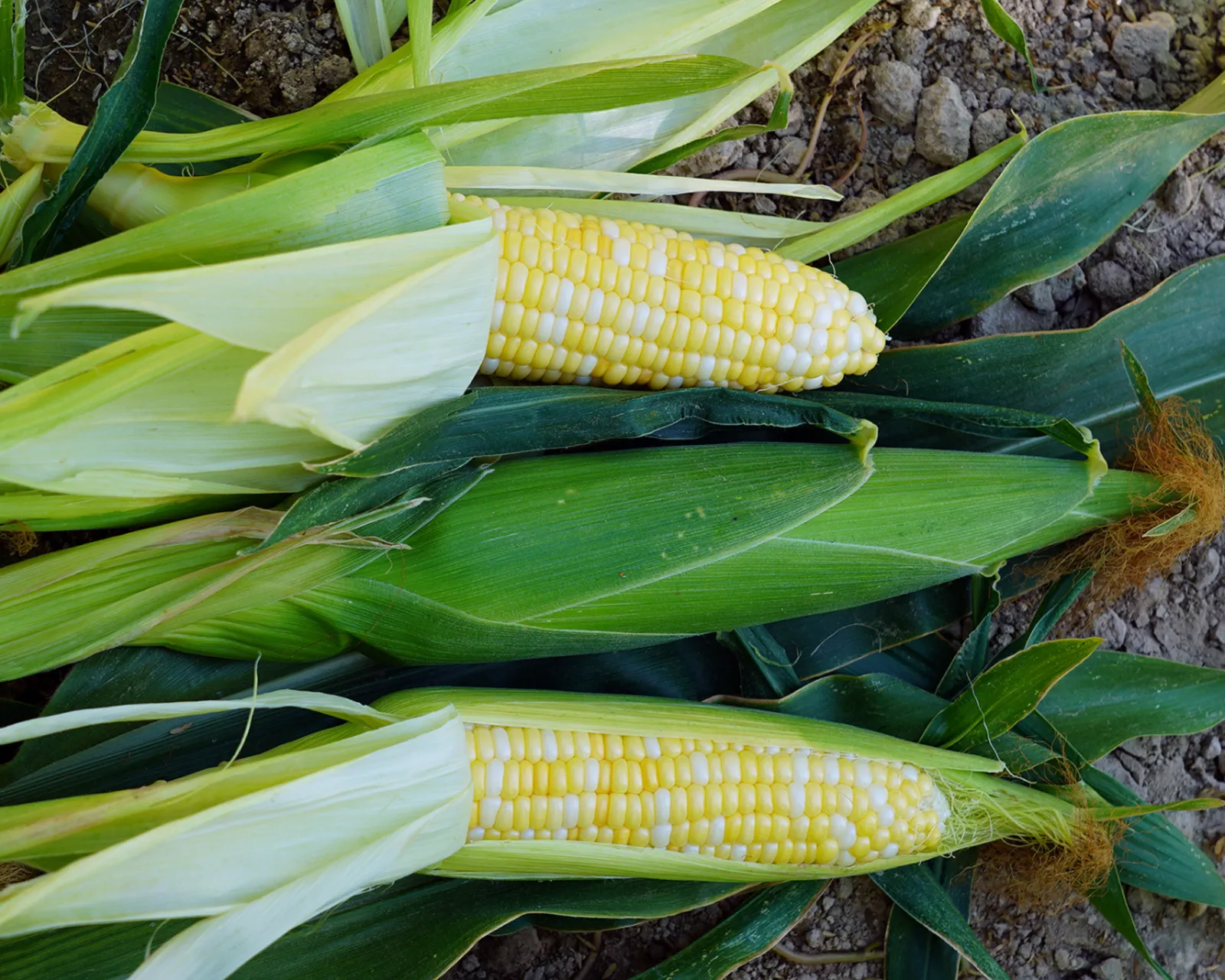 Trinity (Bicolor Se+) Corn