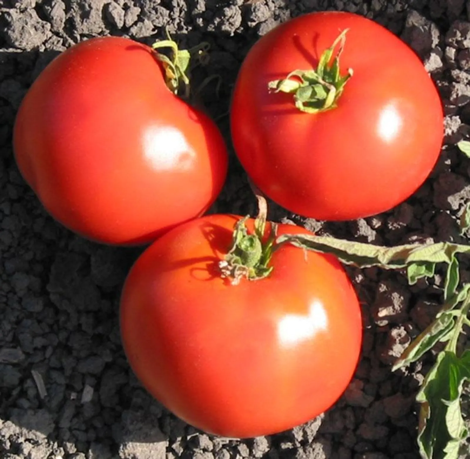 Trip-L-Crop Tomatoes