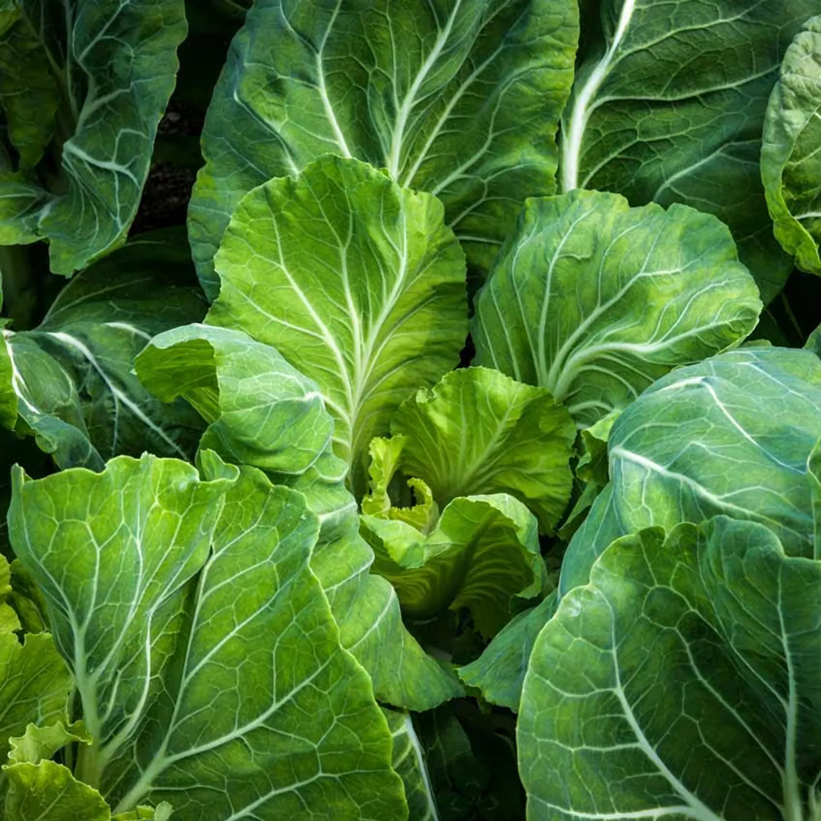 Tronchuda Kale