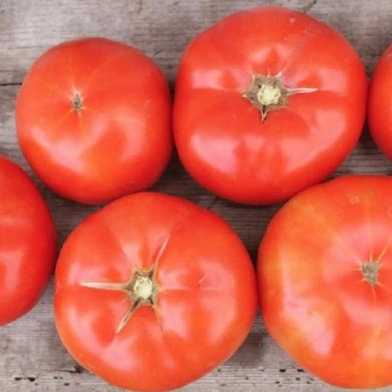 Trophy Tomatoes