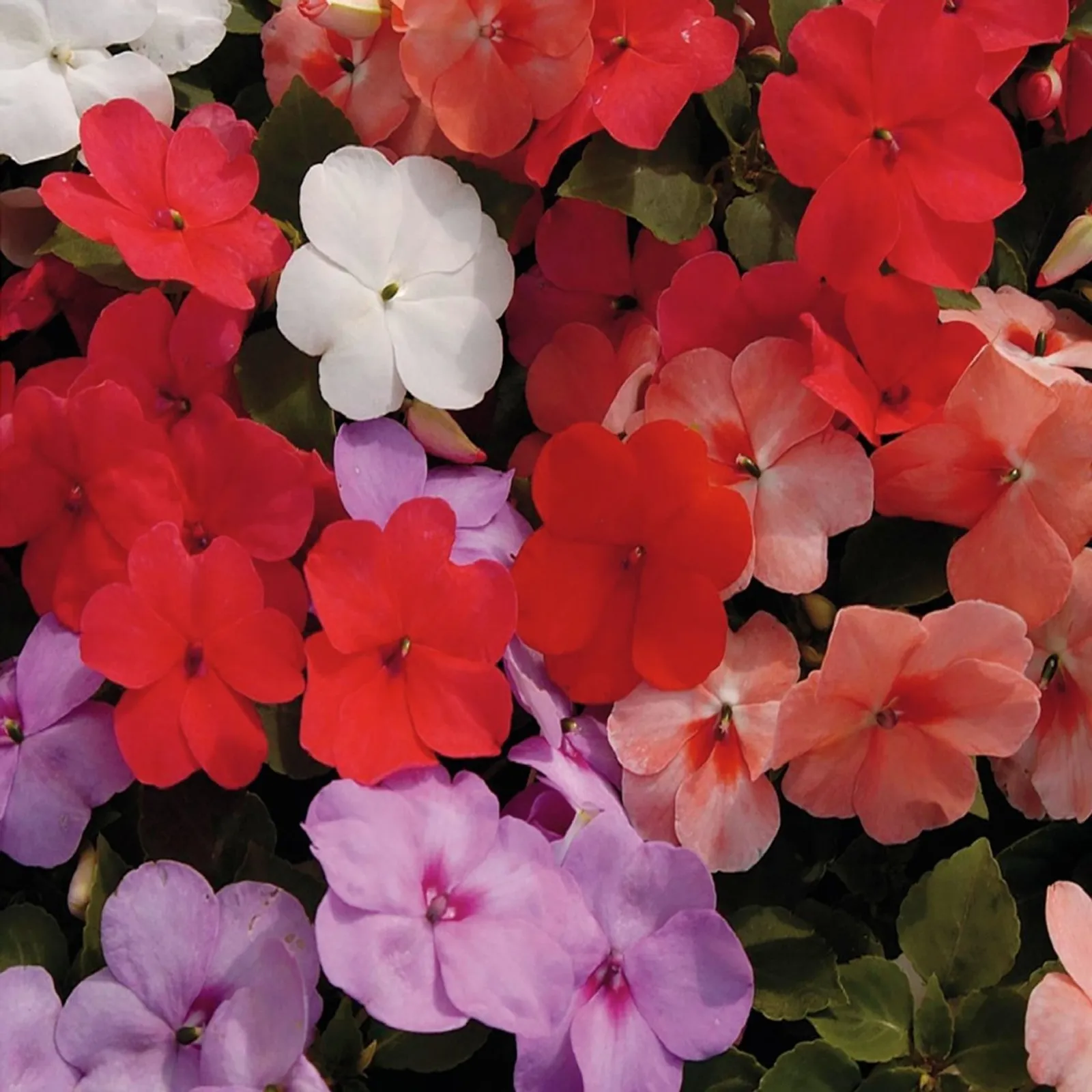 Tropical Fizz Impatiens