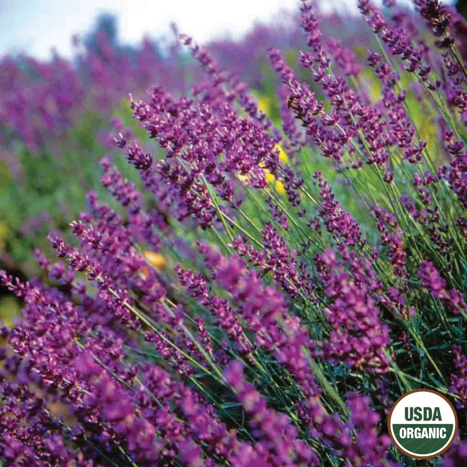 True Lavender