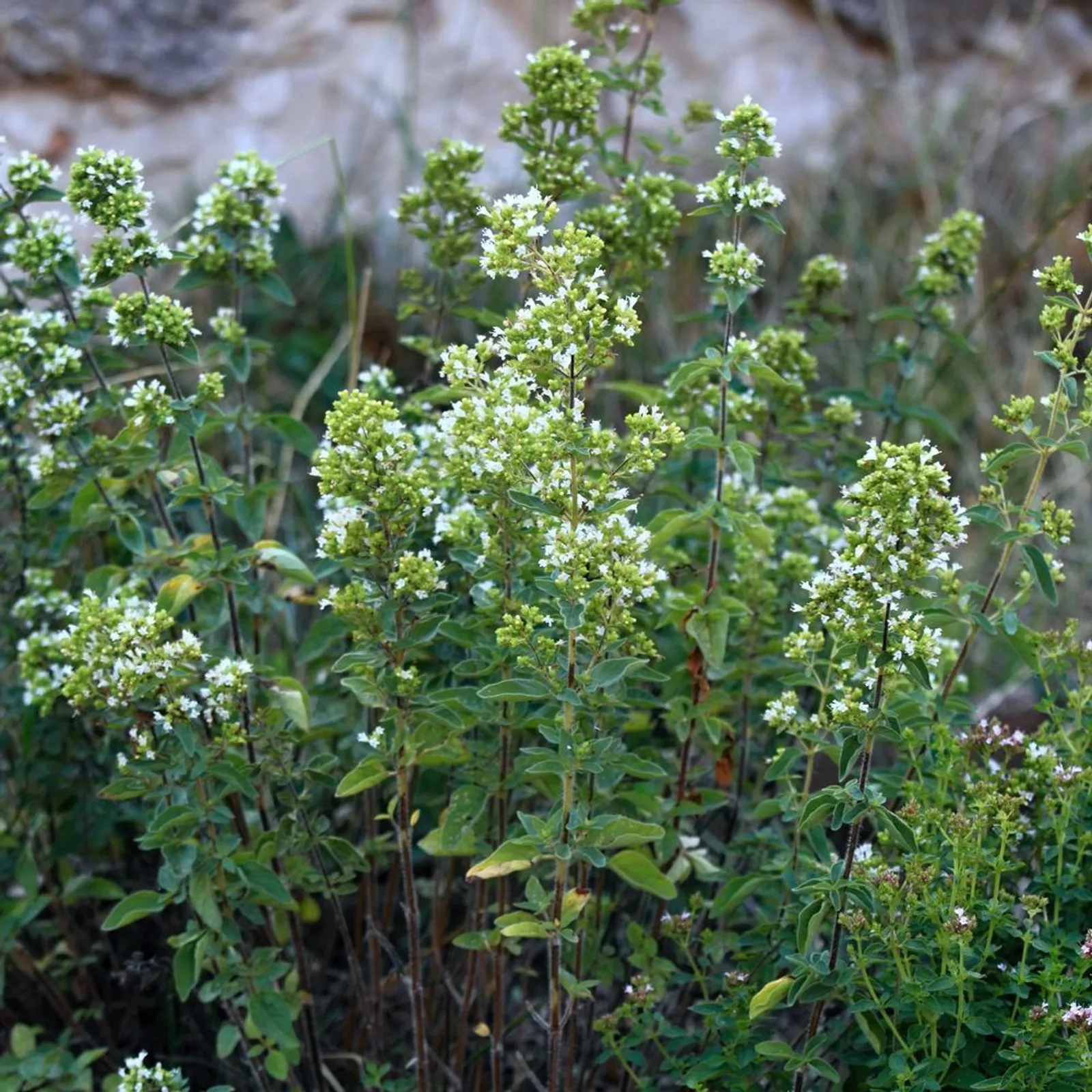 Greek Oregano