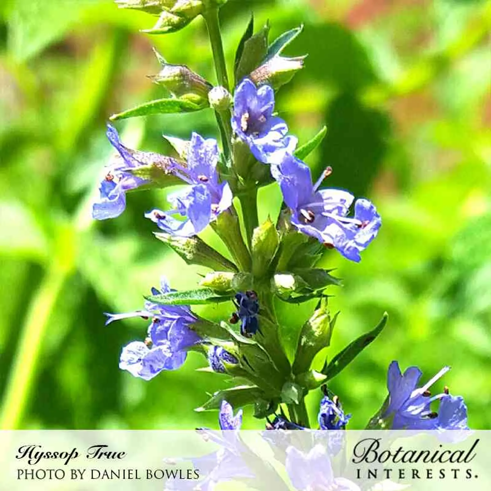 True Hyssop Agastache