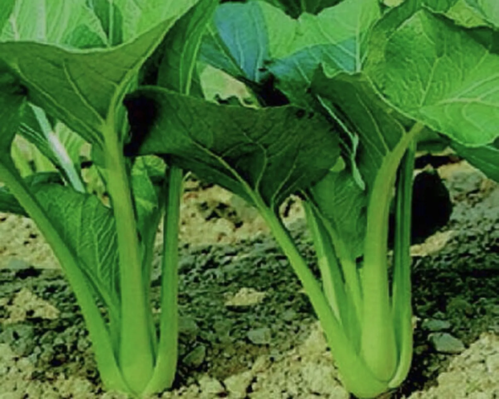Tsoi-Sim (Choi Sum) Bok Choy