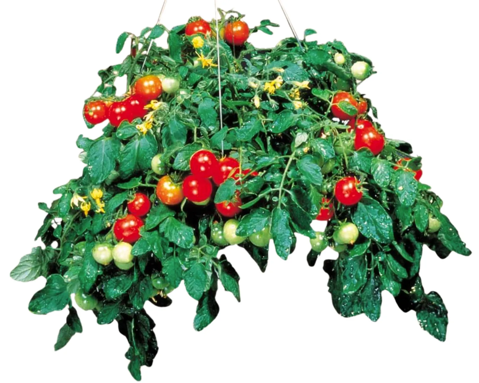 Tumbler Tomatoes