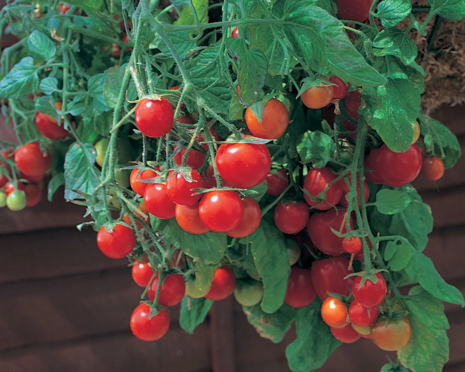 Tumbling Tom Red Tomatoes