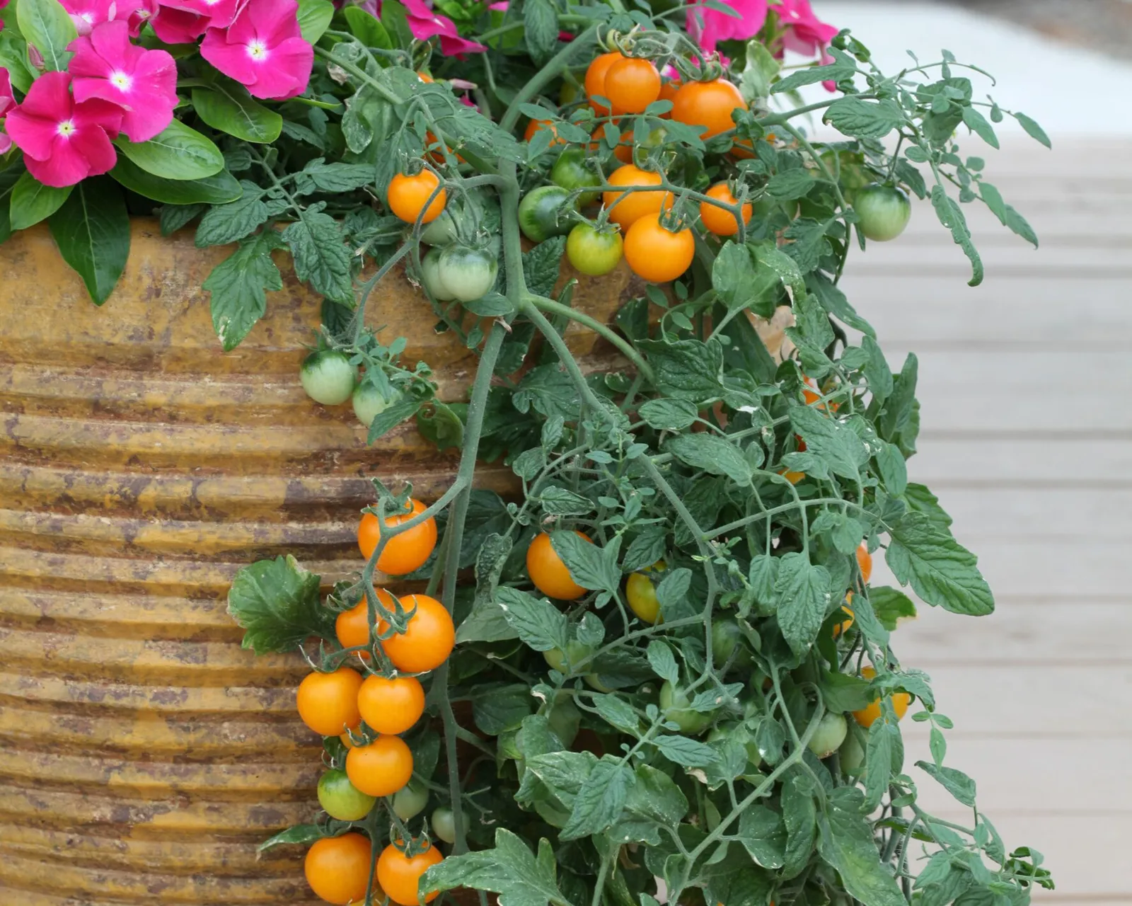 Tumbling Tom Yellow Tomatoes