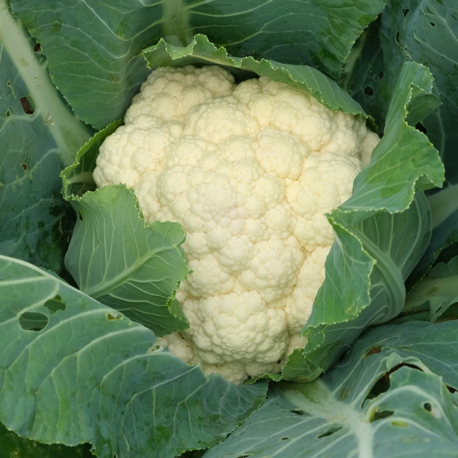 Twister Cauliflower