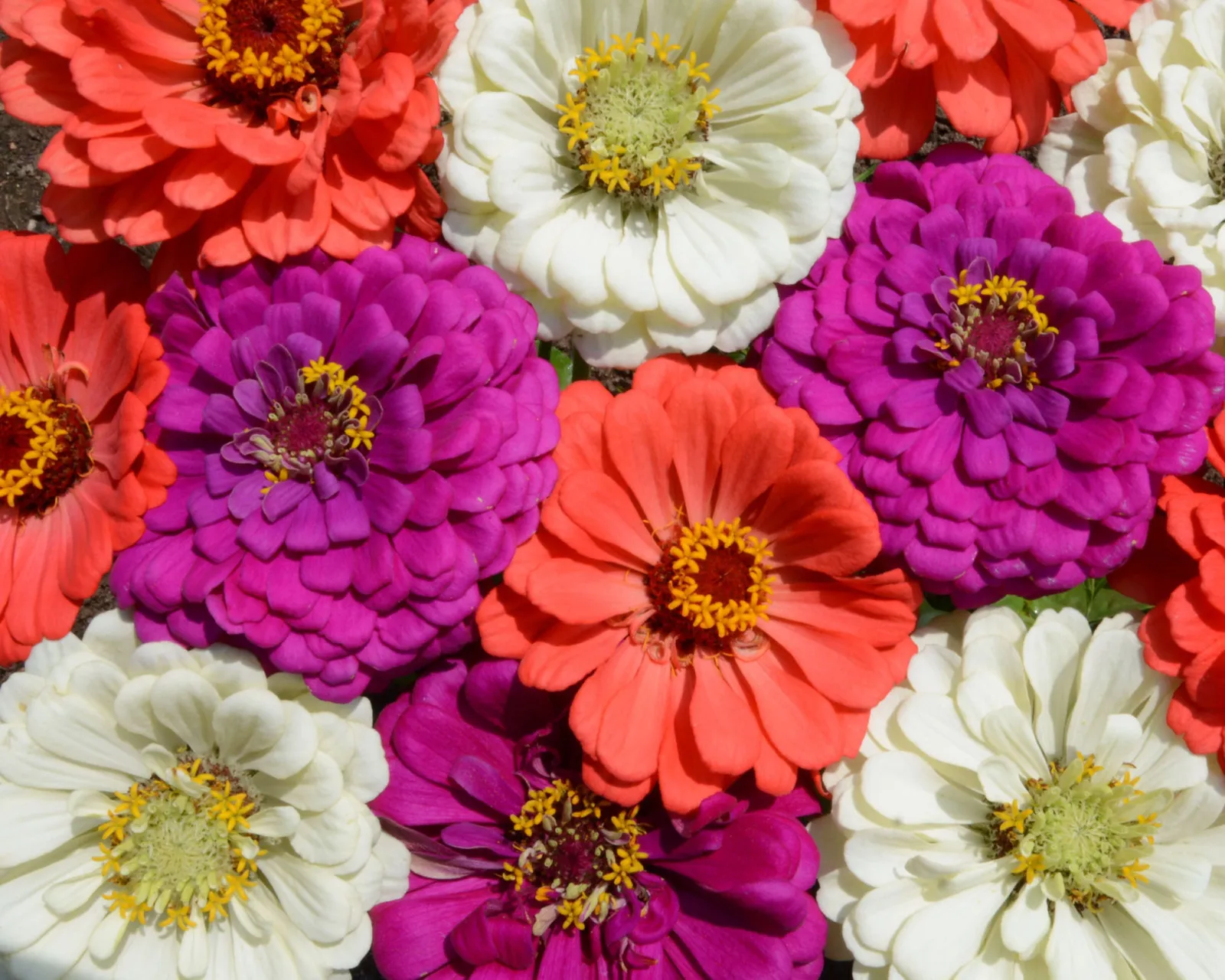 Under the Sea Mix Zinnia