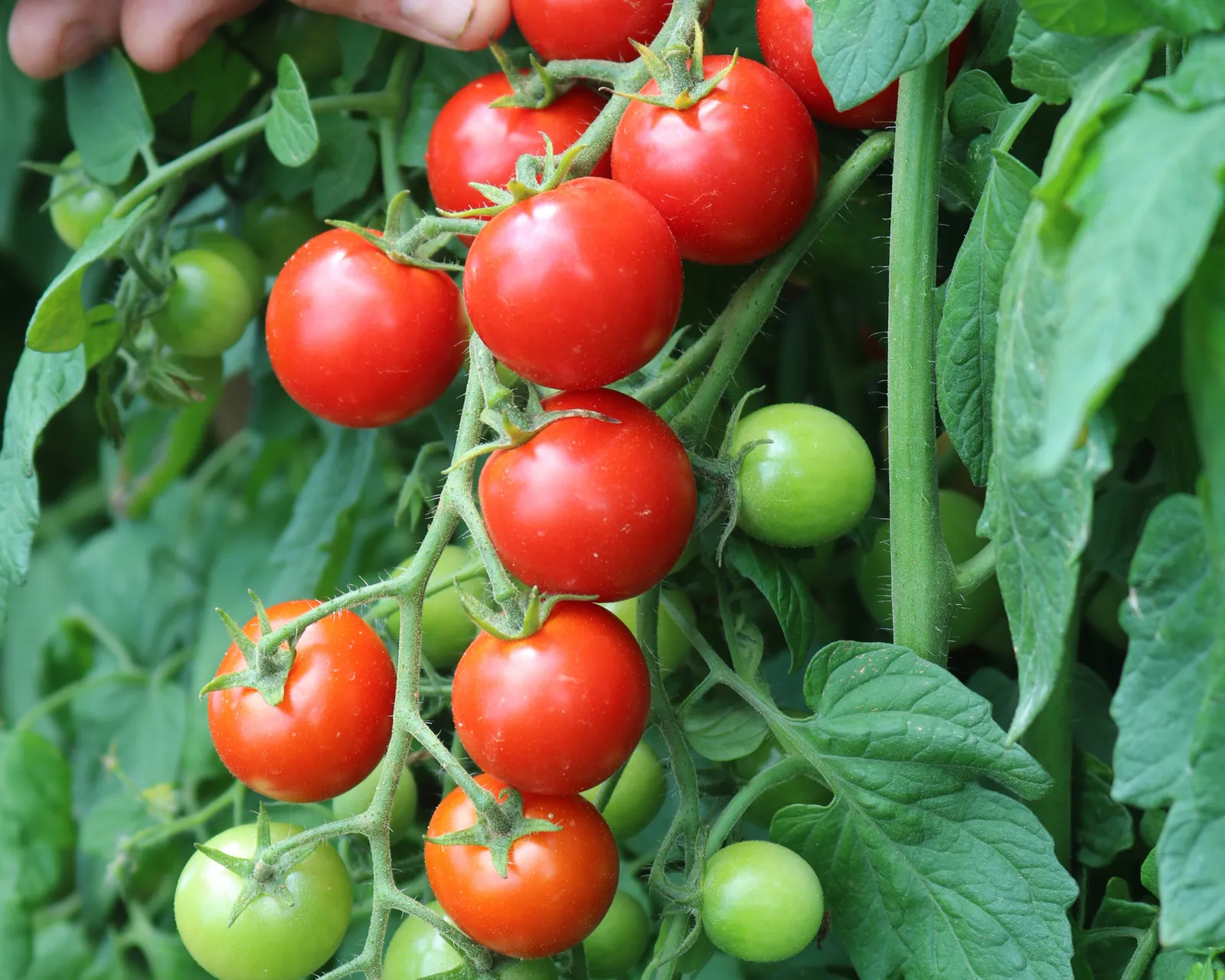 Unicorn Tomatoes