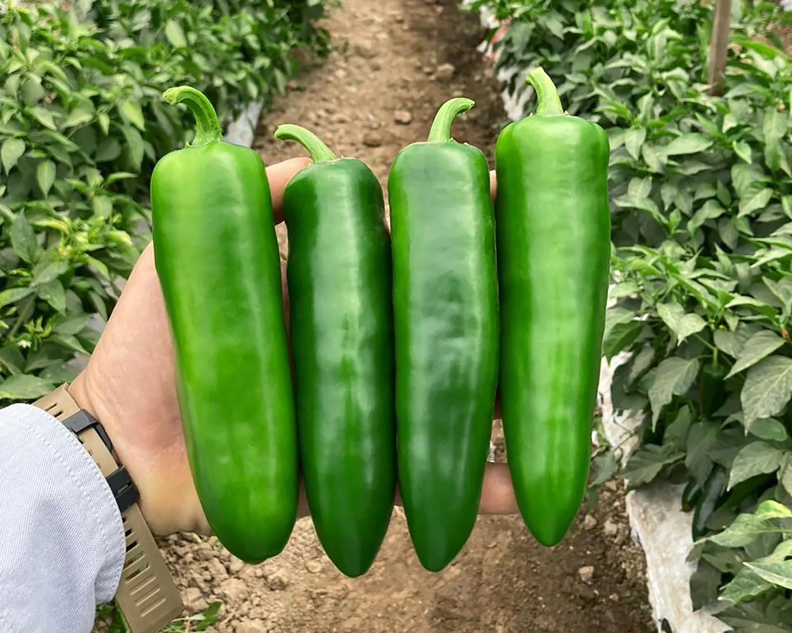 Unicron Peppers