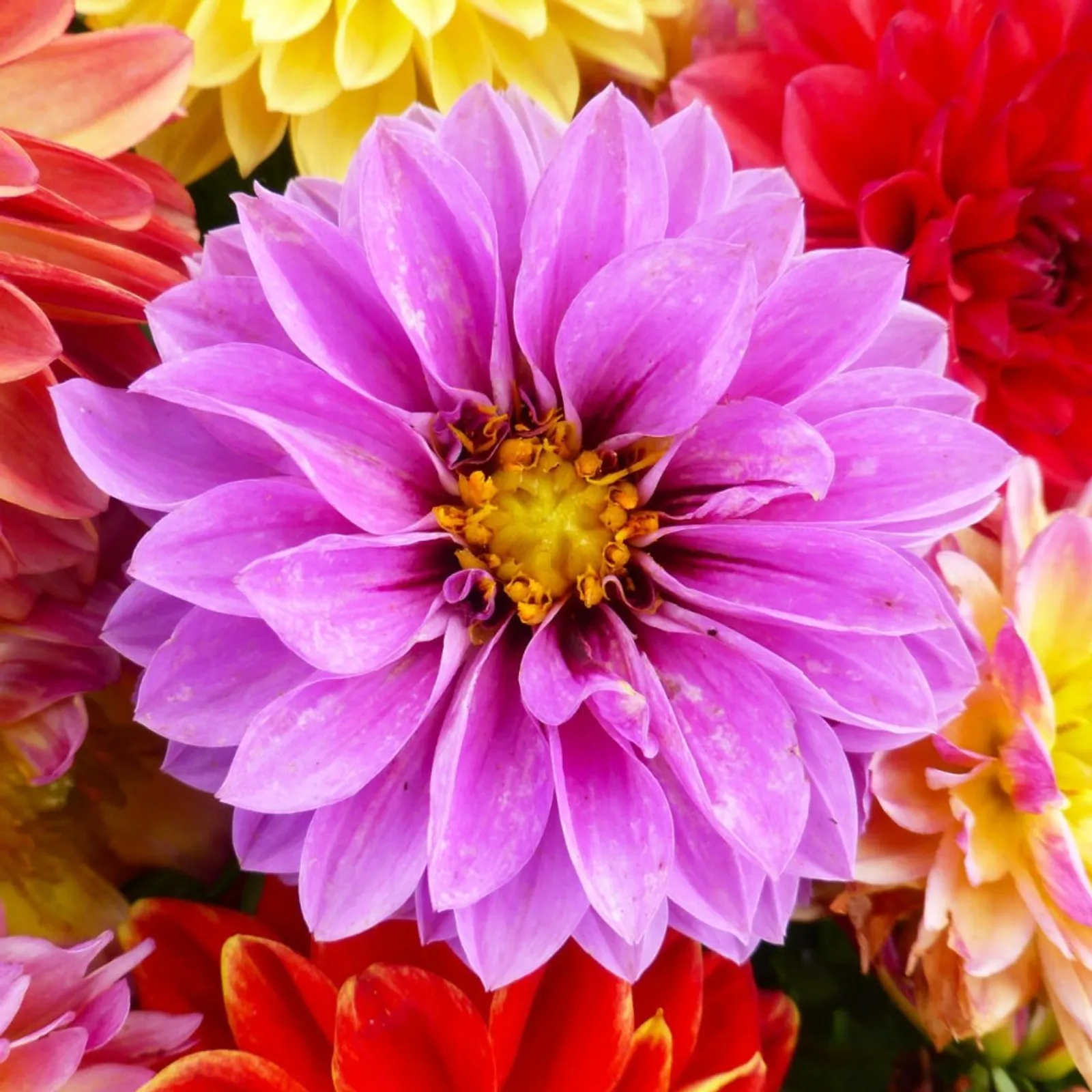 Unwin's Dwarf Mixed Colors Dahlia