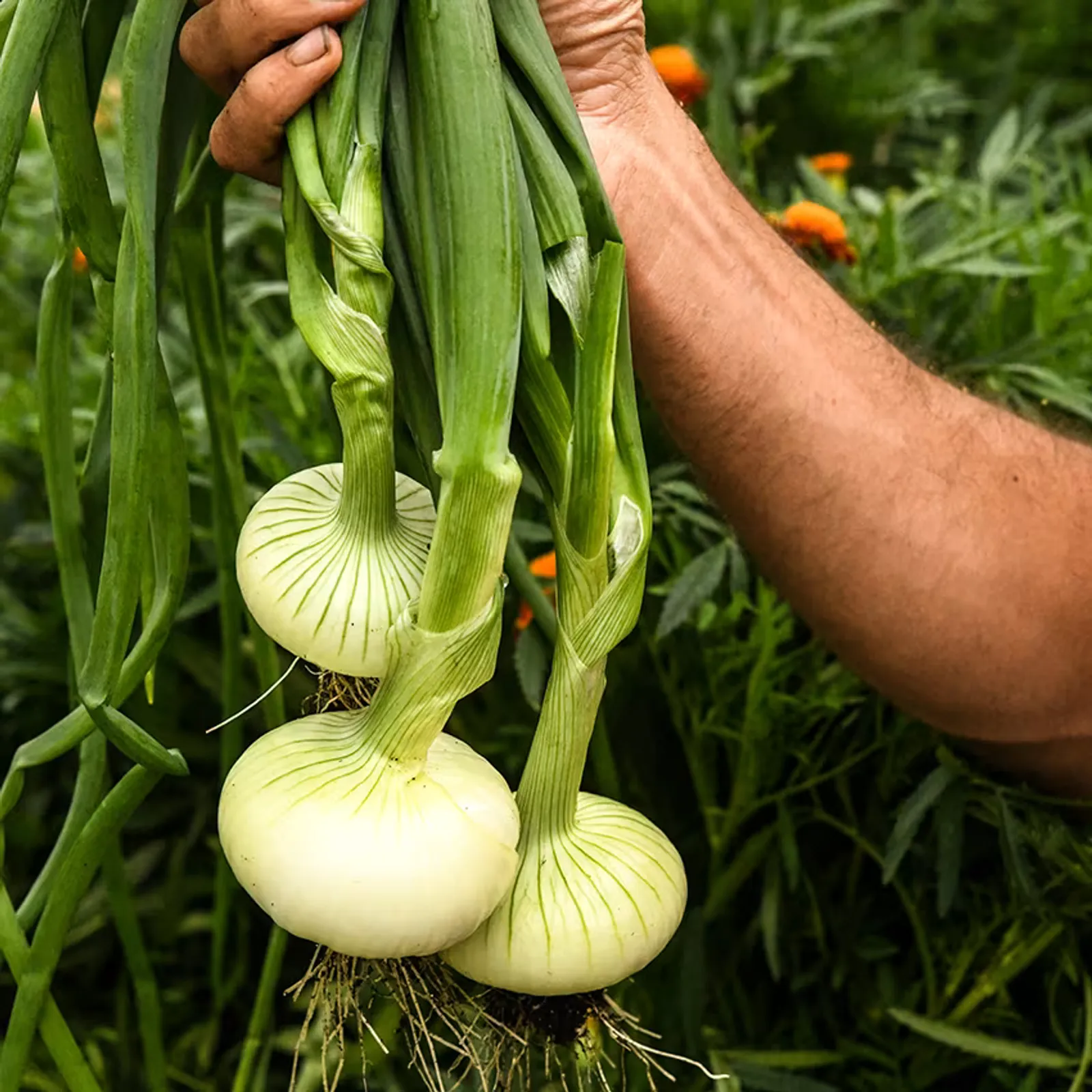 Unzen Early Flat Onions