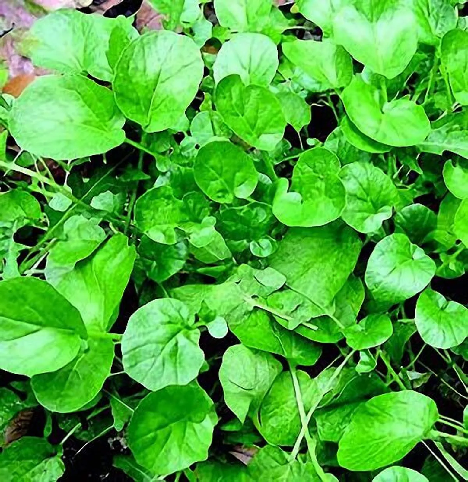 Upland Cress Persian Cress