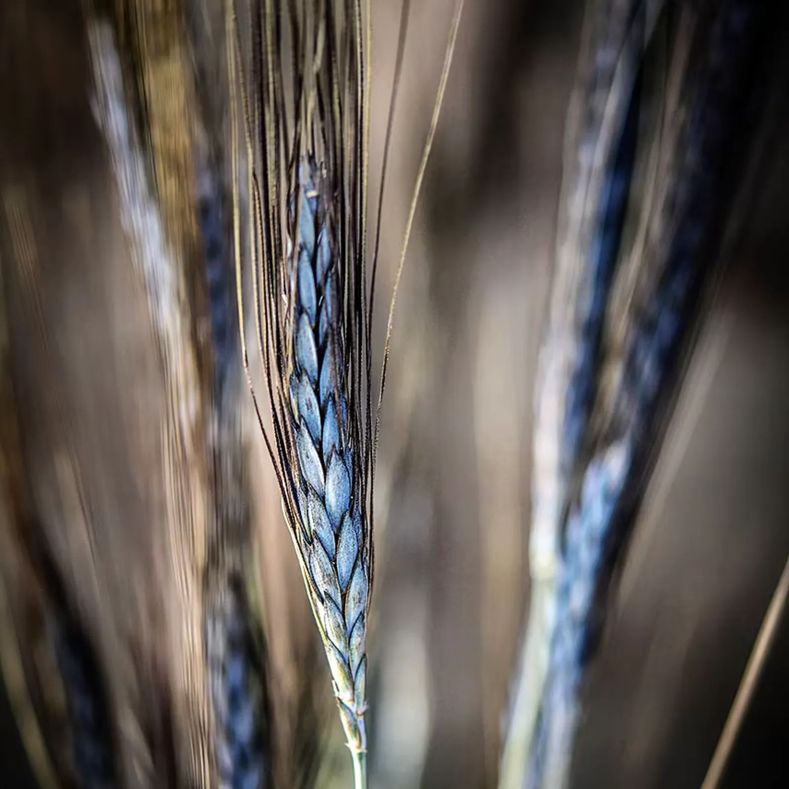 Utrecht Blue Wheat