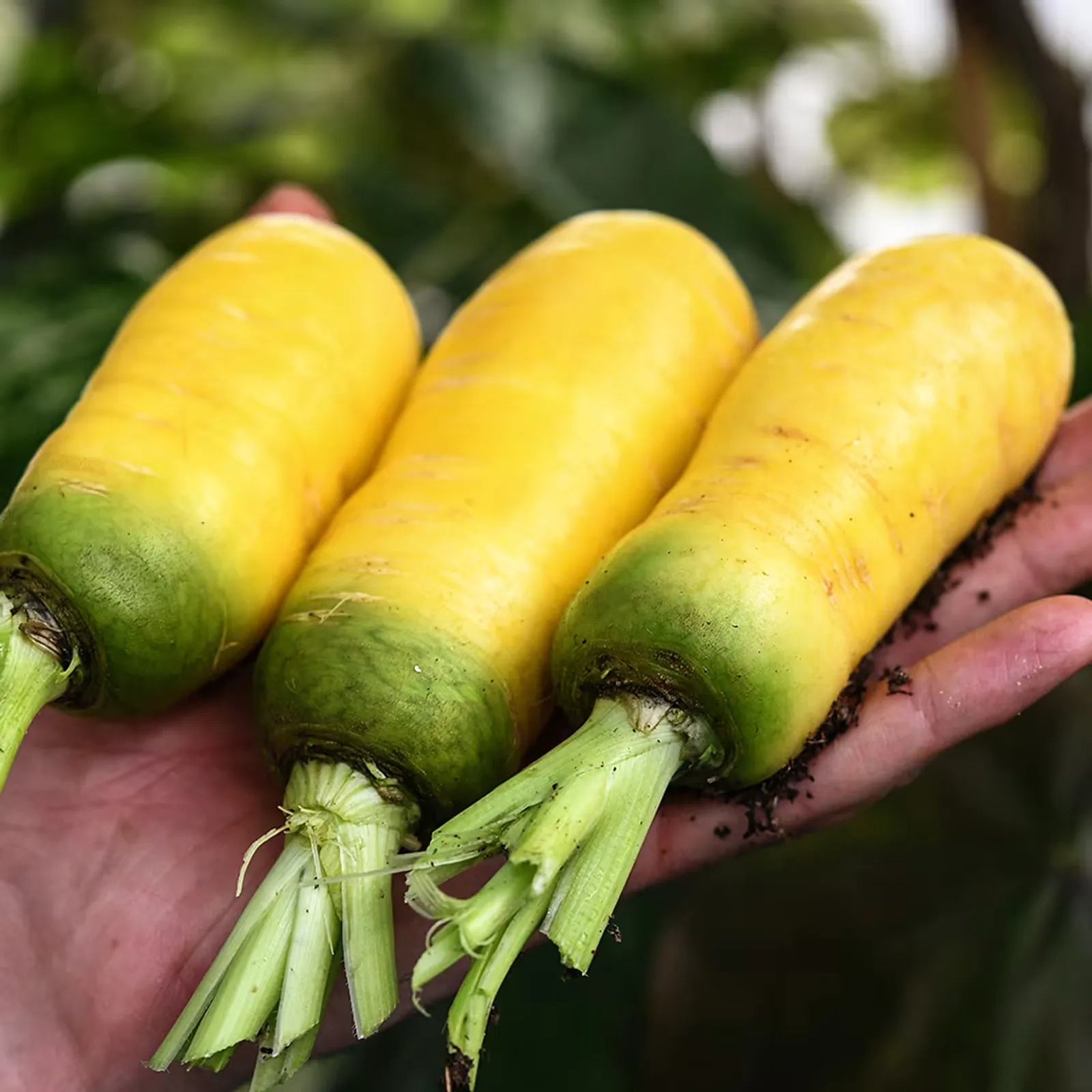 Uzbek Golden Carrots
