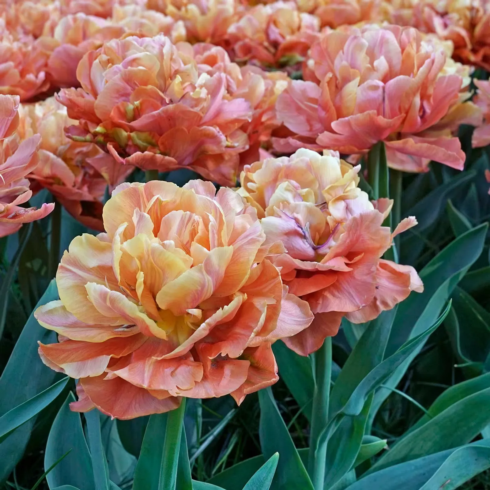 Valdivia Tulips