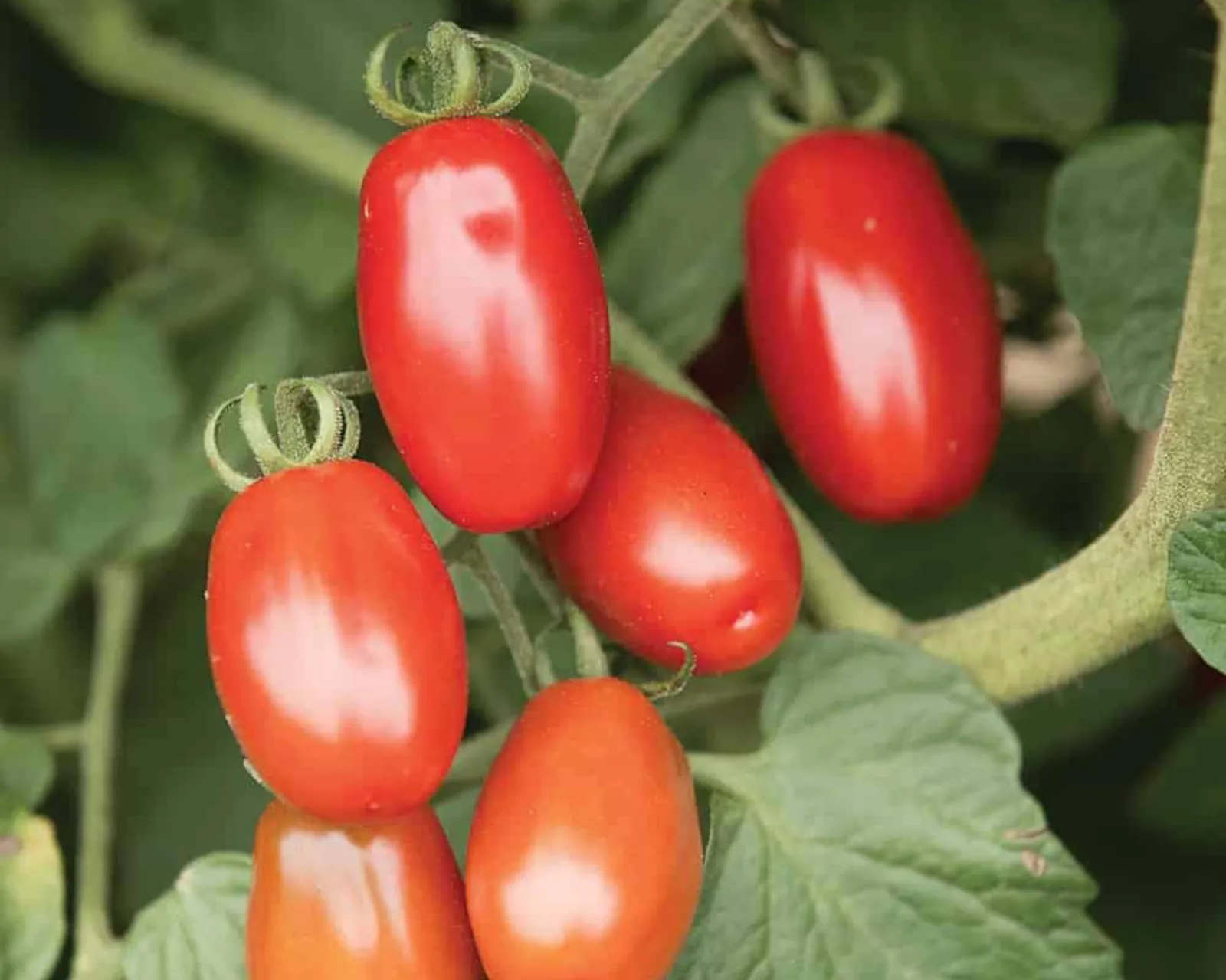 Valentine Tomatoes