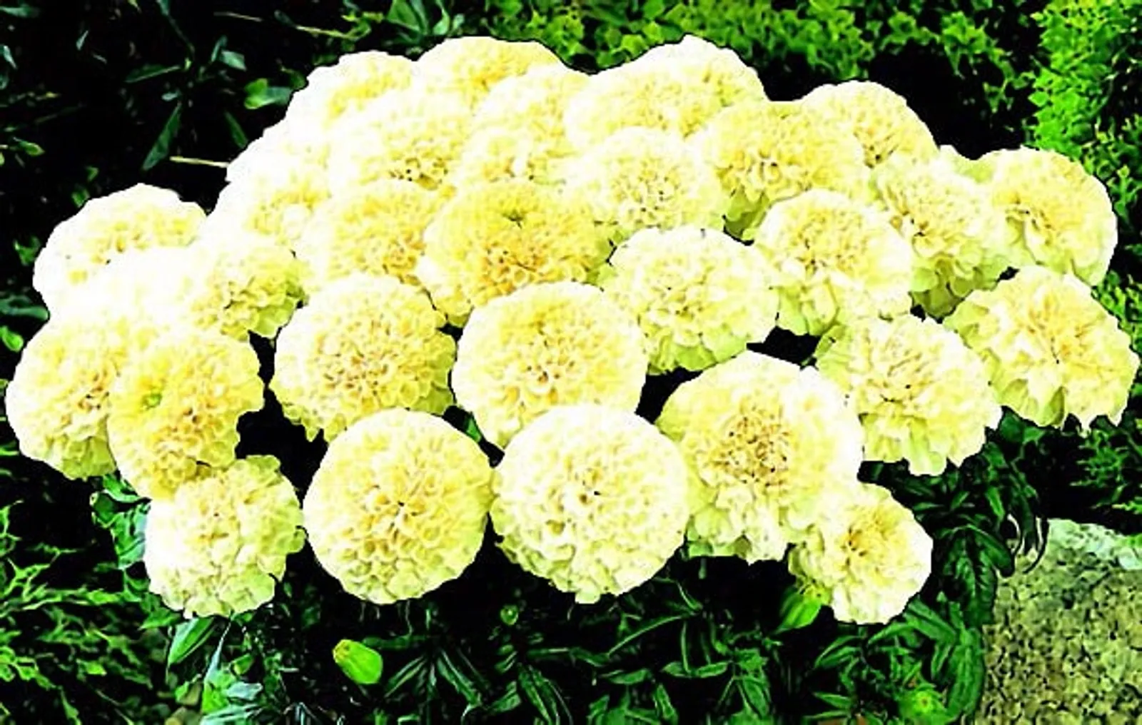 Vanilla Cream Marigold