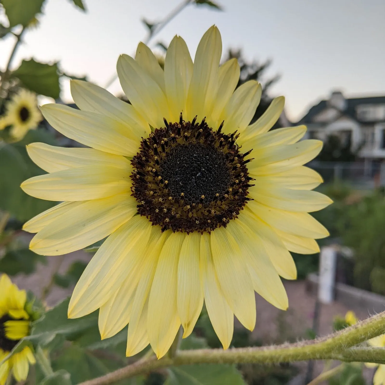 Vanilla Ice Sunflower