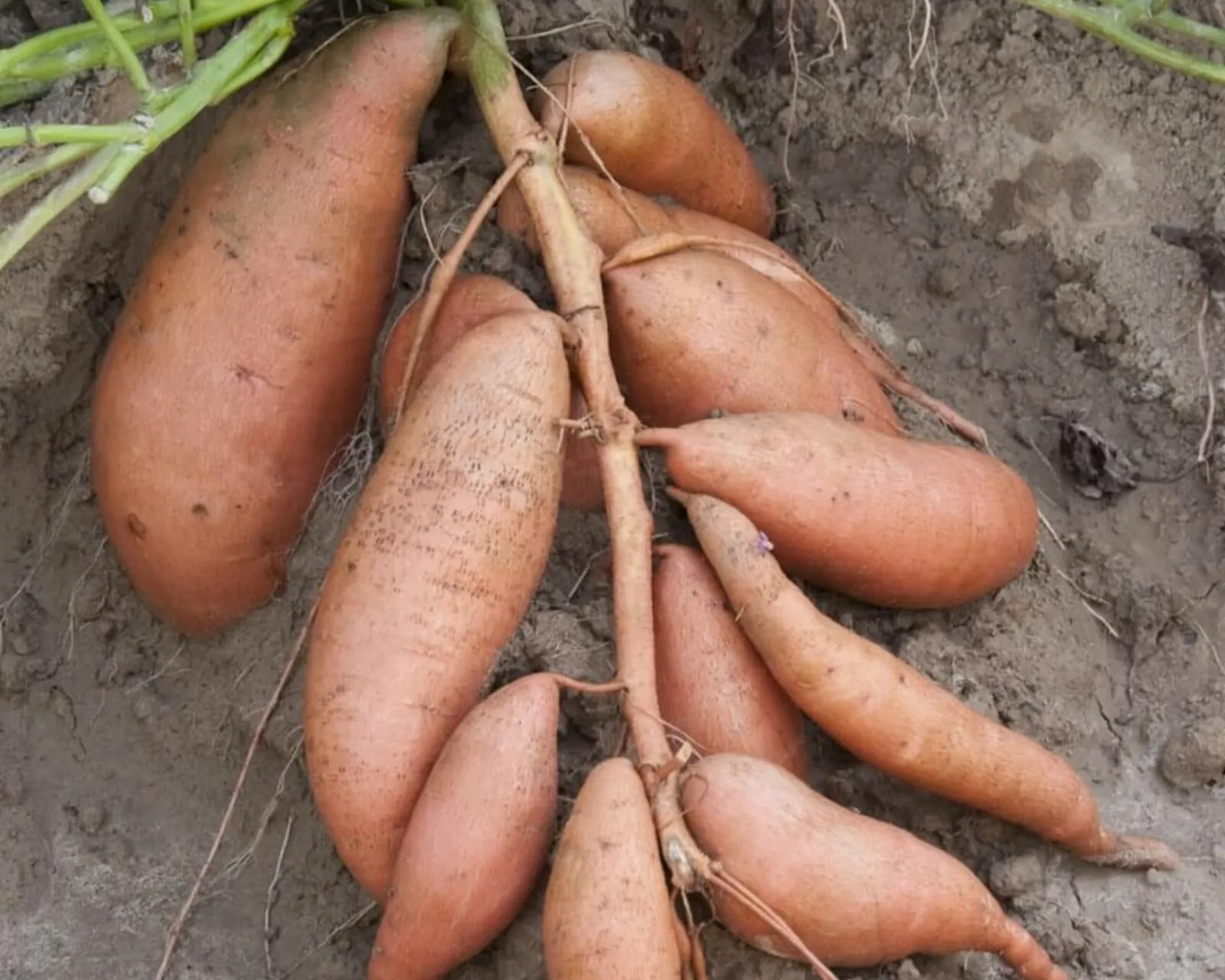Vardaman Sweet Potatoes