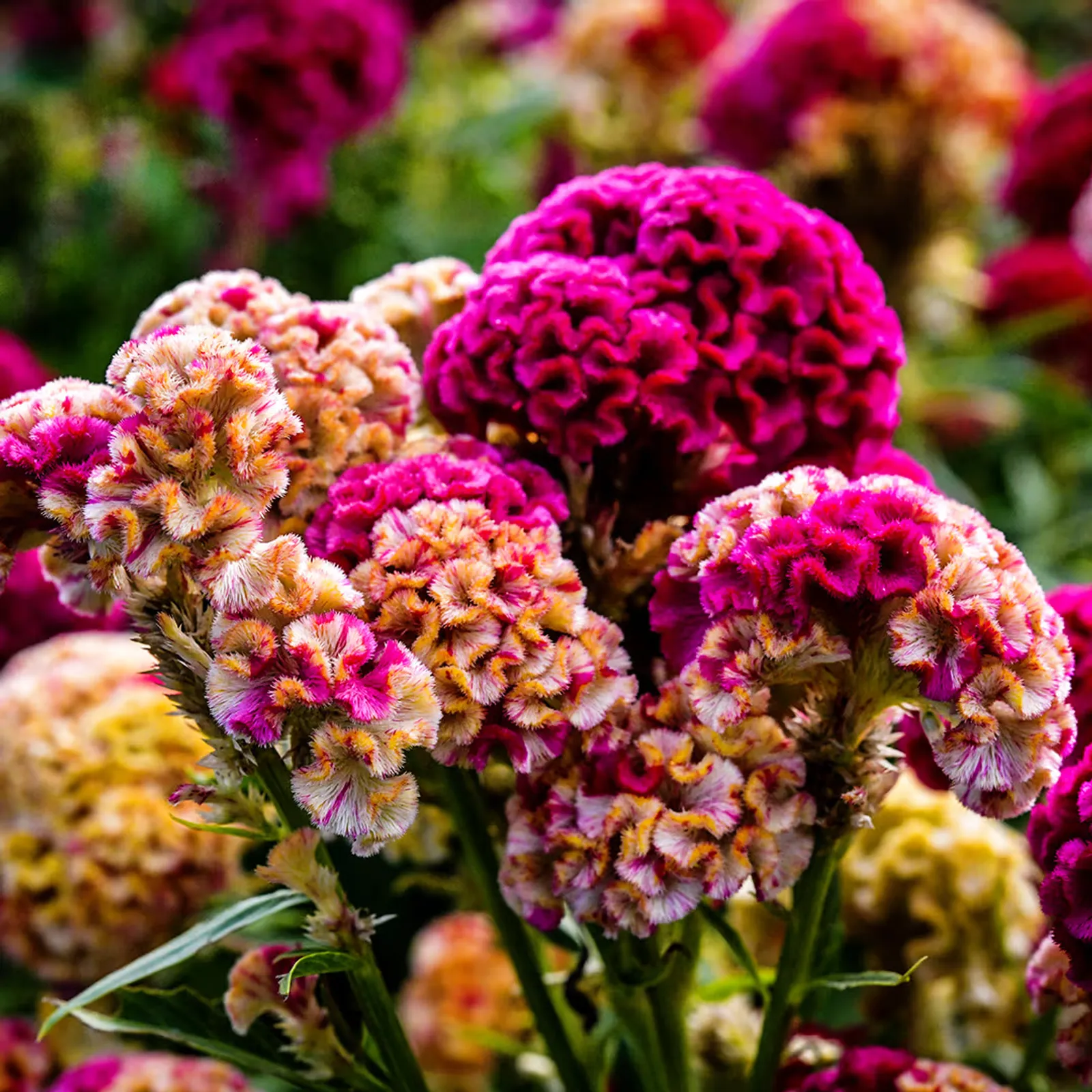 Variegated Cockscomb Celosia