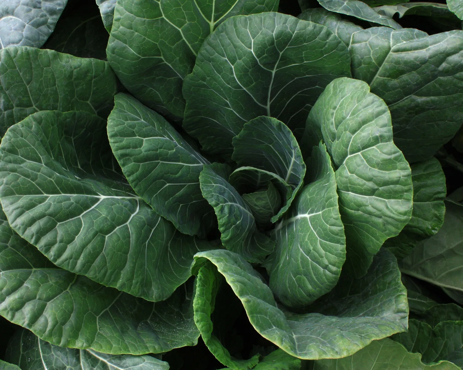 Vates Collards