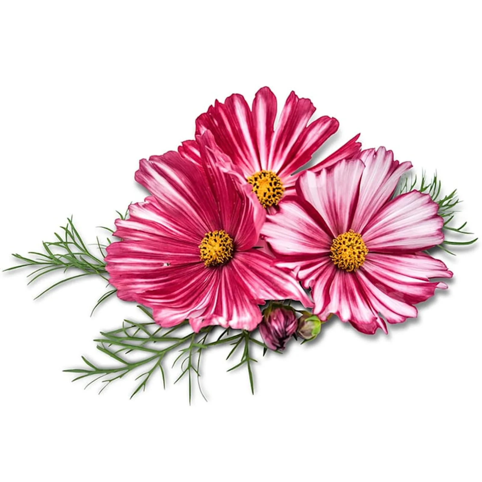 Velouette Cosmos