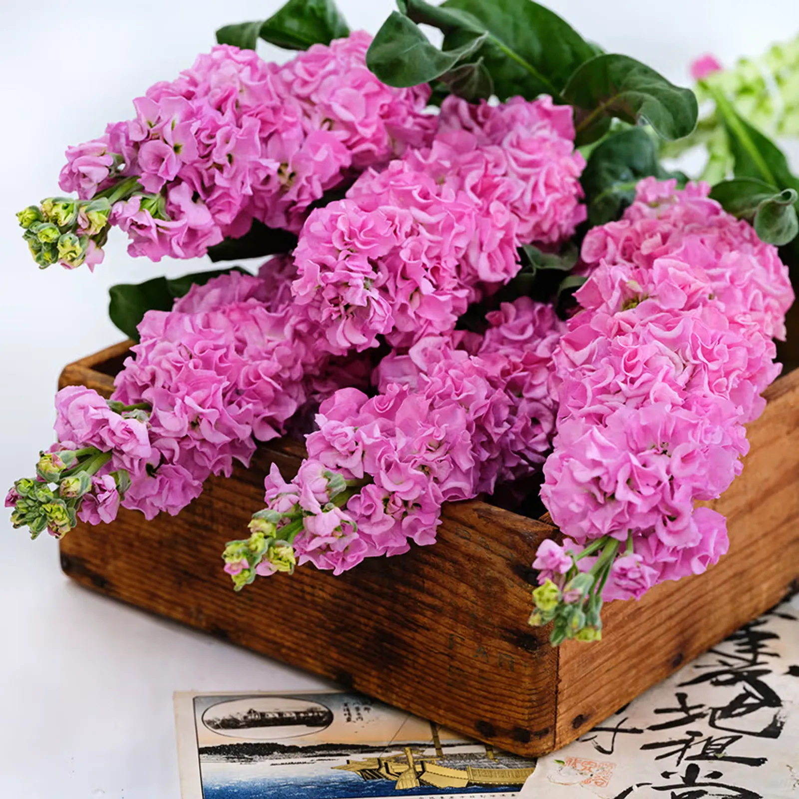 Venus Pink Stock